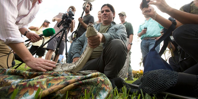 Jan. 12: Capt. Jeff Fobb from the Miami-Dade Fire Rescue's Venom Response Unit, holds a python during the kick-off of the 'Python Challenge' in Davie, Fla.