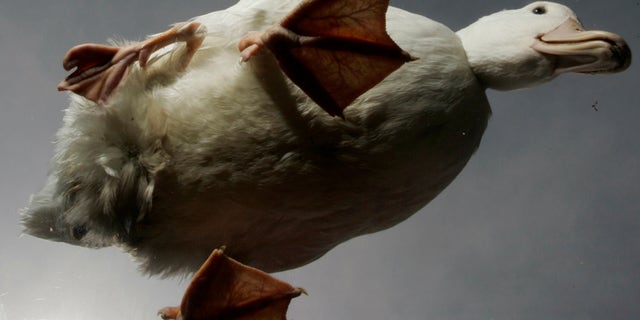 Stumpy, a three-legged duck, is photographed from below standing on a plate of glass at Warrawee Duck Farm near Southampton in southern England April 17, 2007. Stumpy was born with four legs, but now only has three after one of his spare legs was amputated after he caught it in a fence. REUTERS/Luke MacGregor (BRITAIN) - RTR1OSM2
