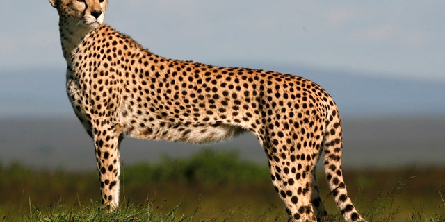 A cheetah observes on the plains of Masai Mara game reserve April 2, 2008. REUTERS/Radu Sigheti (KENYA) - RTR1Z1BC