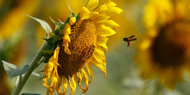 A bee collects pollen from a sunflower in a field at the southern Indian state of Tamil Nadu March 13, 2013. REUTERS/Babu (INDIA - Tags: ANIMALS) - RTR3EX36