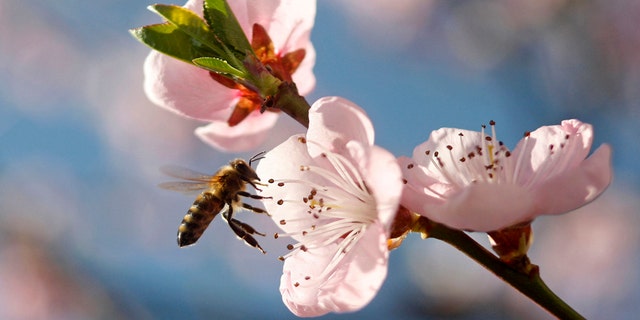 A bee flies around peach blossoms in Studencice March 29, 2014. REUTERS/Srdjan Zivulovic (SLOVENIA - Tags: ANIMALS) - RTR3J3ZY