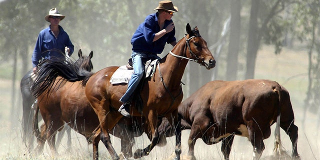 A young Prince Harry herding bulls.