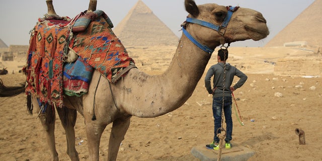 Nov. 2015: A camel walks in front of the Giza Pyramids in Egypt.