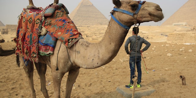 Nov. 2015: A camel walks in front of the Giza Pyramids in Egypt.