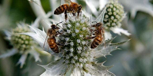 Honey bees collect nectar from an Eryngium plant in the gardens of Great Dixter in Northiam, East Sussex August 4, 2013. Great Dixter was the family home of gardener and gardening writer Christopher Lloyd. REUTERS/Chris Helgren (BRITAIN - Tags: ENVIRONMENT SOCIETY ANIMALS) - RTX12AI8