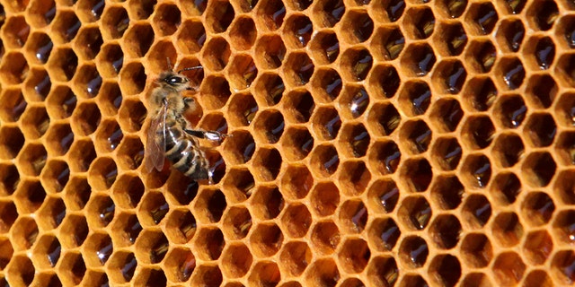 A bee sits on a honeycomb from a beehive at Vaclav Havel Airport in Prague September 6, 2013. Honey produced by the bees are checked for its quality and presence of pollutants to help the Vaclav Havel Airport Prague to collect pollution data about the environment.
Picture taken September 6, 2013. REUTERS/David W Cerny (CZECH REPUBLIC - Tags: AGRICULTURE ANIMALS SOCIETY ENVIRONMENT TRANSPORT) - RTX13BFV