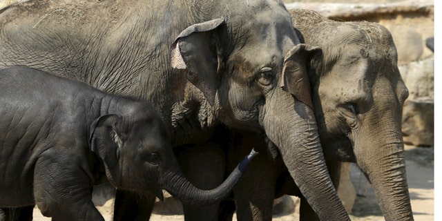 Aug. 12, 2015: Indian elephants stand in their enclosure during a hot summer day at Prague Zoo, Czech Republic.