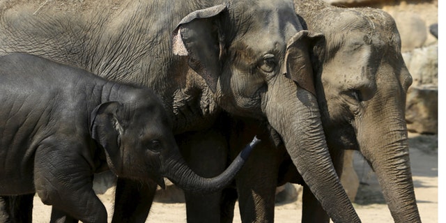 Aug. 12, 2015: Indian elephants stand in their enclosure during a hot summer day at Prague Zoo, Czech Republic.