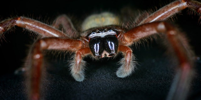 September 14, 2005 - FILE photo of a female Communal Huntsman spider  at Sydney's Taronga Zoo . Found very commonly outdoors, these native Australian spiders become more active in spring, as temperatures rise and their favored prey becomes more available.