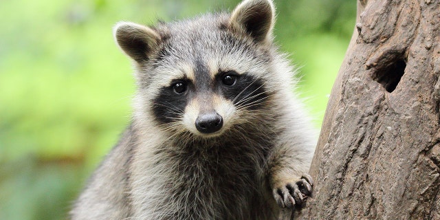 Florida man, 88, burns raccoon alive over eating mangoes, police say | Fox News Florida man, 88, burns raccoon alive over eating mangoes, police say | Fox News
