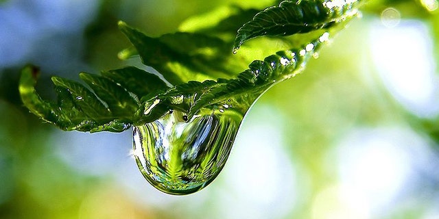 Depending on the surface of a leaf, scientists have found a magnifying-glass effect that can lead to sunburns ... and possibly forest fires.