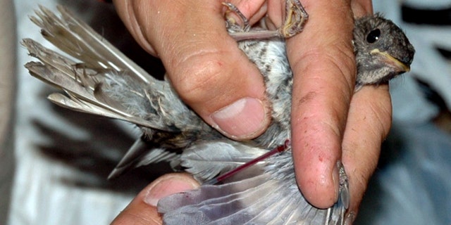 An alliance of North American scientists is supporting work in the Dominican Republic to preserve the winter habitat of the rare Bicknell's thrush, which breeds on mountaintops in New York, New England and Canada.