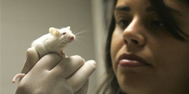 A rat, but clearly not one that has been baked into a cake.