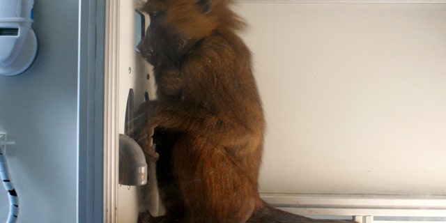 Dora during a reading experiment. French researchers are showing that baboons can do what is essentially the first step in reading: identify recurring patterns in English.