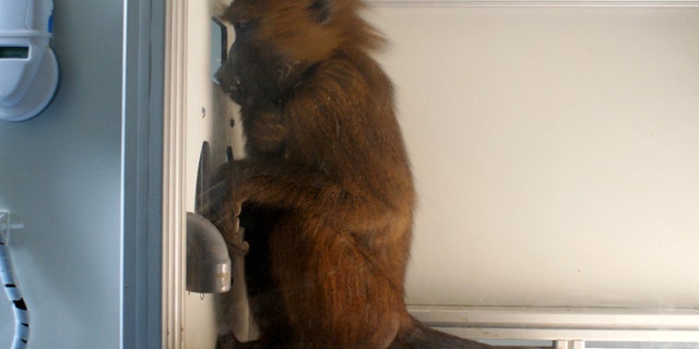 Dora during a reading experiment. French researchers are showing that baboons can do what is essentially the first step in reading: identify recurring patterns in English.