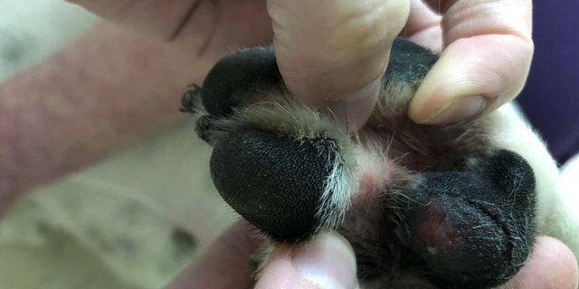 Rebel's injured paw.