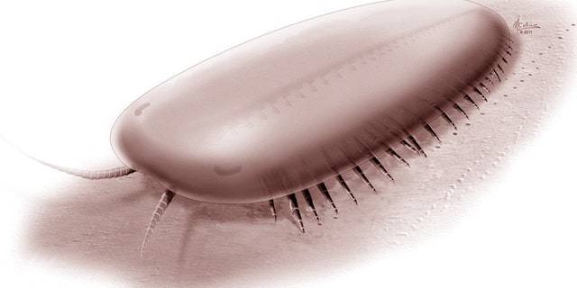 An artist's rendering of a Tegopelte, a foot-long arthropod that lived 500 million years ago.