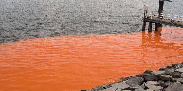 A red tide.