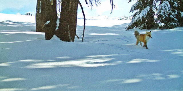 A Sierra Nevada red fox is shown in this handout photo taken with remote motion-sensitive camera provided by the National Park Service at Yosemite National Park, California, and provided on Jan. 29, 2015.