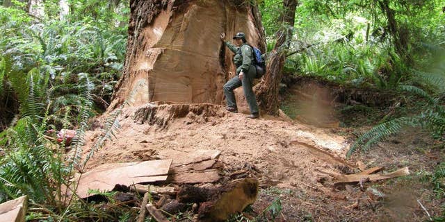 This May 21, 2013 photo provided by the National Park Service shows wildlife biologist Terry Hines standing next to a massive scar where a burl has been cut by poachers from an old growth redwood tree in the Redwood National and State Parks near Klamath, Calif. Poaching has spread to national forests in Northern California and Oregon, prompting the conservation group Oregon Wild to call on the U.S. Forest Service to close old logging roads to protect the trees. The Forest Service says it is investigating. (AP Photo/Redwood National and State Parks, Laura Denn)