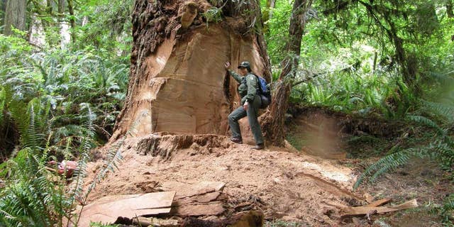 This May 21, 2013 photo provided by the National Park Service shows wildlife biologist Terry Hines standing next to a massive scar where a burl has been cut by poachers from an old growth redwood tree in the Redwood National and State Parks near Klamath, Calif. Poaching has spread to national forests in Northern California and Oregon, prompting the conservation group Oregon Wild to call on the U.S. Forest Service to close old logging roads to protect the trees. The Forest Service says it is investigating. (AP Photo/Redwood National and State Parks, Laura Denn)