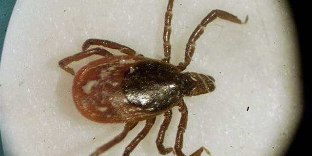 A deer tick is shown. Researchers believe Anaplasma capra is transmitted by the taiga tick, a close relative of the deer tick.