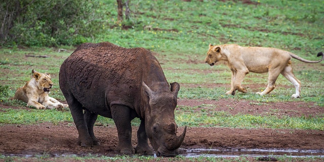 Rangers discovered human remains believed to belong to at least three poachers suspected of breaking into the Sibuya Game Reserve only to be mauled to death by a pride of lions