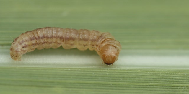 Mexican rice borer is seen on a sugarcane leaf.