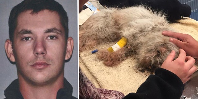 A Massachusetts man was reportedly arrested on Sunday after he allegedly buried an 18-year-old dog alive because it didn't get along with his cat.