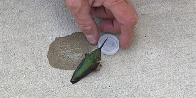 The fire station said that the humming bird was "exhausted and dehydrated."