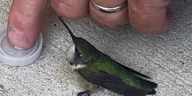 The hummingbird later flew away.