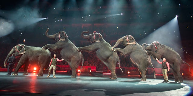 In this Jan. 3, 2015 photo provided by Feld Entertainment Inc., elephants perform at the Ringling Bros. and Barnum &amp; Bailey Circus, at the Amalie Arena in Tampa, Fla. The Ringling Bros. and Barnum &amp; Bailey Circus said it will phase out its iconic elephant acts by 2018. (AP Photo/Feld Entertainment Inc., Gary Bogdon)