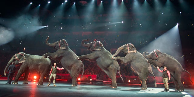 In this Jan. 3, 2015 photo provided by Feld Entertainment Inc., elephants perform at the Ringling Bros. and Barnum & Bailey Circus, at the Amalie Arena in Tampa, Fla. The Ringling Bros. and Barnum & Bailey Circus said it will phase out its iconic elephant acts by 2018. (AP Photo/Feld Entertainment Inc., Gary Bogdon)