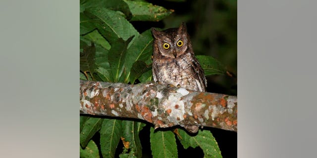The newly-discovered Rinjani scops owl, or Otus jolandae.