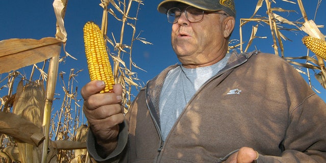In this Oct. 24, 2013, photo Robert Malsom checks corn in one of his fields near Roscoe, S.D. Malsam nearly went broke in the 1980s when corn was cheap. So now that prices are high and he can finally make a profit, he's not about to apologize for ripping up prairieland to plant corn.