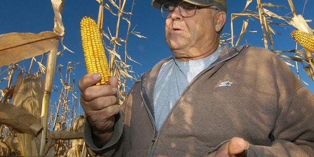 In this Oct. 24, 2013, photo Robert Malsom checks corn in one of his fields near Roscoe, S.D. Malsam nearly went broke in the 1980s when corn was cheap. So now that prices are high and he can finally make a profit, he's not about to apologize for ripping up prairieland to plant corn.