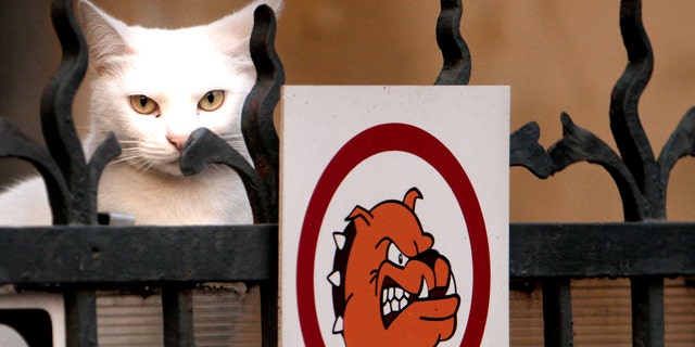 A cat peers from behind a fence carrying an aggressive dog warning sign at dusk in Bucharest, Romania, Tuesday, Nov. 16, 2010.
