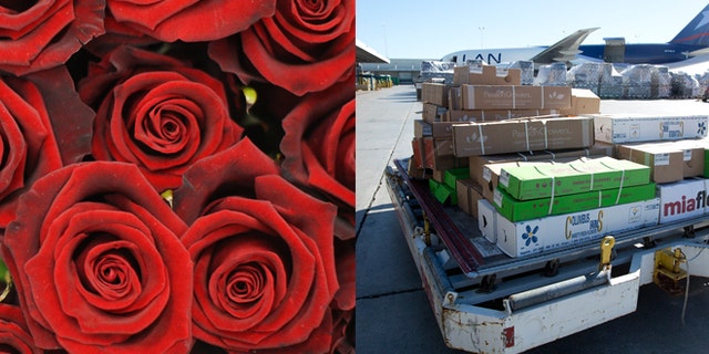 Roses (left) and on the right, in this Jan. 9, 2014 photo, a load of flowers is rushed to a cooling unit at the Miami International Airport.
