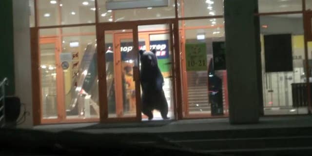 In this video frame grab made available by Associated Press Television News on Wednesday, Oct. 14, 2015, a wild bear leaves a shopping mall after pushing open its doors in the city of Khabarovsk close to the Chinese border, far eastern Russia. The wild bear was shot and killed by police after wandering into a local shopping mall in Russia’s Far East. (AP Photo/APTN) TV OUT