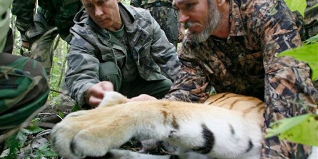 Aug. 31, 2008: Prime Minister Vladimir Putin, left, looks at the tranquilized five-year-old Ussuri tiger as researchers put a collar with a satellite tracker on the animal in a Russian Academy of Sciences reserve in Russia's Far East.
