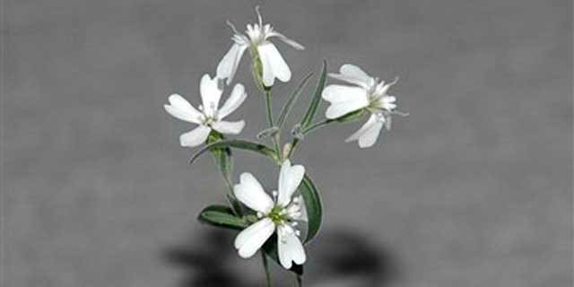 A Sylene stenophylla plant, which was regenerated from tissue of fossil fruit found in a squirrel burrow that had been stuck in Siberian permafrost for over 30,000 years. It is the oldest plant ever to be regenerated and it is fertile, producing white flowers and viable seeds.