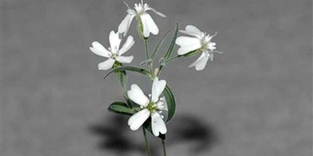 A Sylene stenophylla plant, which was regenerated from tissue of fossil fruit found in a squirrel burrow that had been stuck in Siberian permafrost for over 30,000 years. It is the oldest plant ever to be regenerated and it is fertile, producing white flowers and viable seeds.