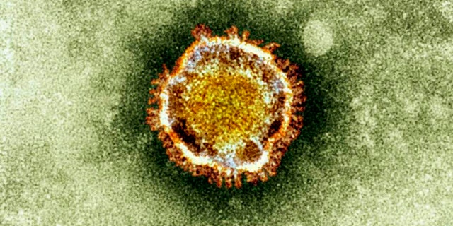 Electron microscope image of a coronavirus, part of a family of viruses that cause ailments including the common cold and SARS.