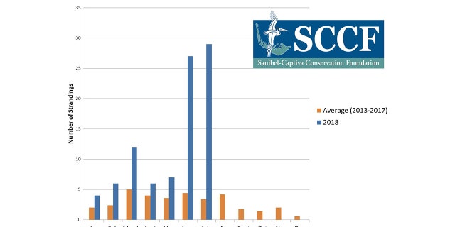 A graph showing the number of sea turtle strandings in recent months.