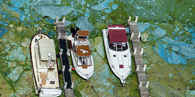 Varias embarcaciones amarradas en la Central Marine de Stuart, en Florida, aparecen rodeadas de algas verdosas el miÃ©rcoles 29 de junio de 2016. (Greg Lovett/The Palm Beach Post via AP)
