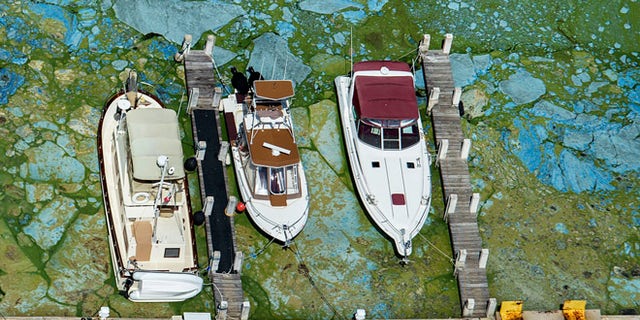 Varias embarcaciones amarradas en la Central Marine de Stuart, en Florida, aparecen rodeadas de algas verdosas el miércoles 29 de junio de 2016. (Greg Lovett/The Palm Beach Post via AP)