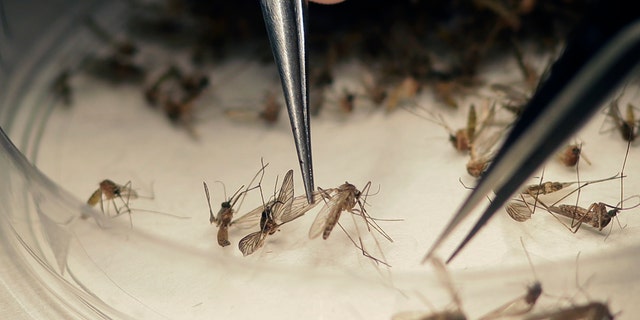 ARCHIVO- En esta foto del 11 de febrero el 2016, el microbiólogo del Laboratorio de Mosquitos del Condado de Dallas examina mosquitos colectados en una trampa en Hutchins, Texas, donde se confirmó un caso de zika. (AP Foto/LM Otero)