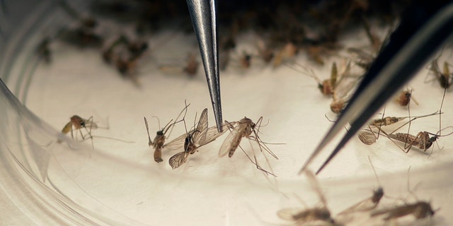 ARCHIVO- En esta foto del 11 de febrero el 2016, el microbiólogo del Laboratorio de Mosquitos del Condado de Dallas examina mosquitos colectados en una trampa en Hutchins, Texas, donde se confirmó un caso de zika. (AP Foto/LM Otero)