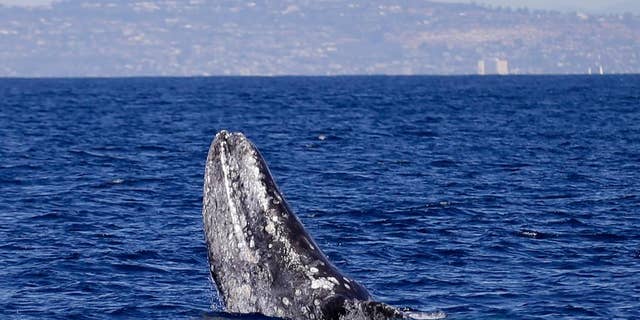 March 5, 2015: A gray whale breaches the surface during a whale-watching trip off the coast of San Diego - file photo.