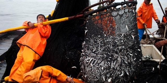 FILE - In this Nov. 22, 2012 photo, fishermen work to unload a net full of anchovies during a fishing expedition in the Pacific Ocean, off the coast of El Callao, Peru. Perus government ordered radical restrictions on what the countrys 1,200-boat commercial fleet could catch, especially after stocks of the Peruvian anchovy, or anchoveta, plummeted last year. But compliance with strict government quotas has been problematic. (AP Photo/Rodrigo Abd, File)